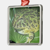 Verzierter Hornfrosch (Ceratophrys ornata), Ornament Aus Metall (Links)