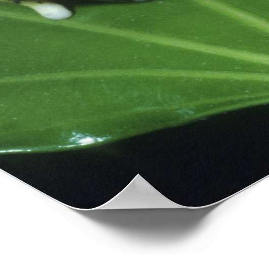 Verzierter Hornfrosch (Ceratophrys ornata), Poster (Ecke)