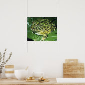 Verzierter Hornfrosch (Ceratophrys ornata), Poster (Küche)