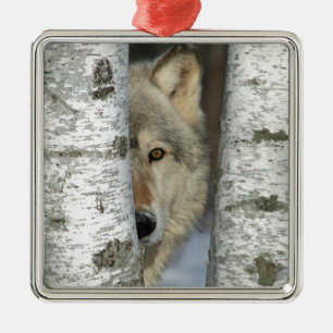Verzierung mit pic des grauen Wolfs in einigen Ornament Aus Metall