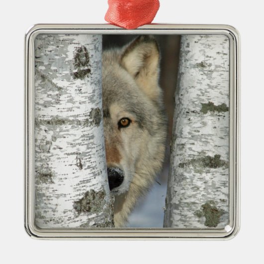 Verzierung mit pic des grauen Wolfs in einigen Ornament Aus Metall (Vorne)