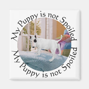 Verzogen? Bull Terrier Welpe . . . Nein Magnet