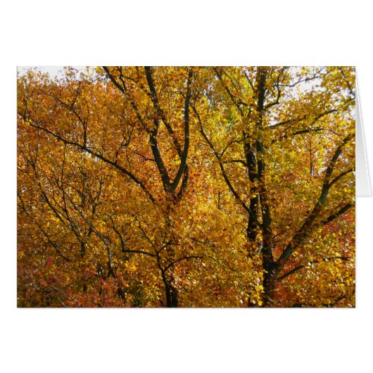 Verzweigungen gelber Blätter Heller Herbst farbenf (Vorderseite (Horizontal))