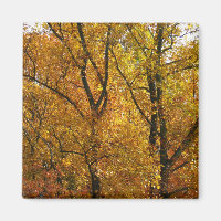 Verzweigungen gelber Blätter Heller Herbst farbenf