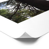 Verzweigungen Yosemite-grüne Farbfotografie Poster (Ecke)