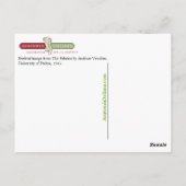 Vesalius Skelettbild Postkarte (Rückseite)