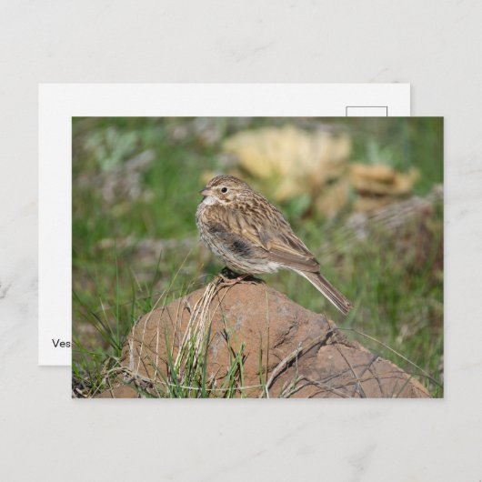 Vesper Sparrow Postkarte (Vorne/Hinten)