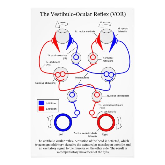 Vestibulo Ocular Reflex VOR Augenbewegung stabilis Fotodruck (Vorne)
