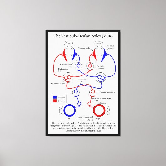 Vestibulo Ocular Reflex VOR Augenbewegung stabilis Leinwanddruck (Vorderseite)
