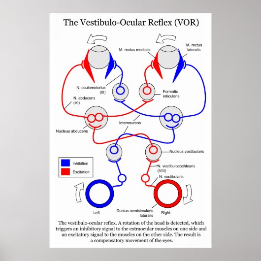 Vestibulo Ocular Reflex VOR Augenbewegung stabilis Poster (Vorne)