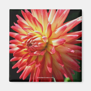 Vibranding Red Dahlia Flower Fotografy Magnet