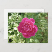Vibranly Pink Peony Blume Postcard Postkarte (Vorne/Hinten)