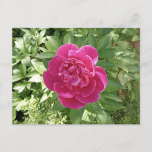 Vibranly Pink Peony Blume Postcard Postkarte