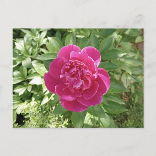 Vibranly Pink Peony Blume Postcard Postkarte (Vorderseite)