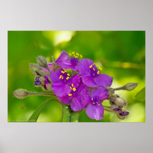 Vibranly Violet Spiderwort Wildblume Poster (Vorne)