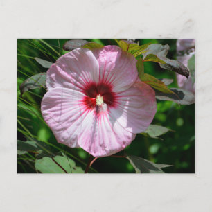 Vibranntrosa große Hibiskus-Blume Postkarte
