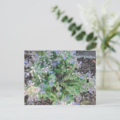 Vibrant Blue Borage Starflower Herbal Garden Postkarte (Stehend Vorderseite)