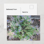 Vibrant Blue Borage Starflower Herbal Garden Postkarte (Vorne/Hinten)