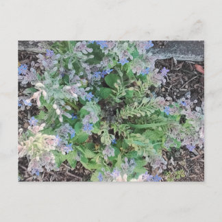 Vibrant Blue Borage Starflower Herbal Garden Postkarte