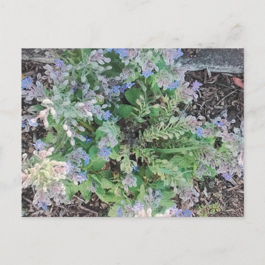 Vibrant Blue Borage Starflower Herbal Garden Postkarte (Vorderseite)