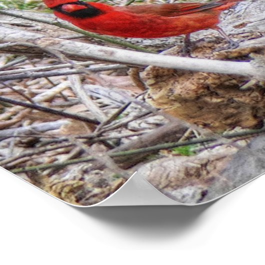 Vibrant Cardinal Poster (Ecke)