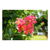 Vibrant Crepe Myrtle Tree Fotodruck (Vorne)