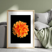 Vibrant Dahlia Fotodruck
