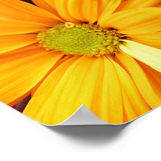 Vibrant Gerbera Daisy Bouquet Poster (Ecke)