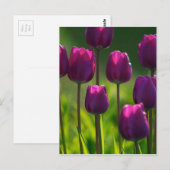 VIBRANT LILA TULIPS POSTKARTE (Vorne/Hinten)