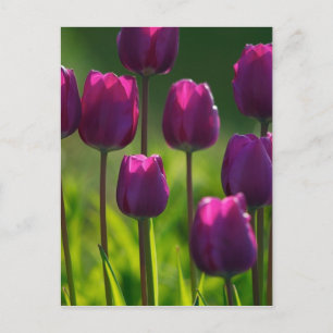 VIBRANT LILA TULIPS POSTKARTE