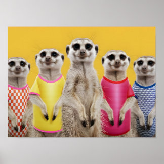 Vibrant Meerkat Group in stilvollen Outfits Poster