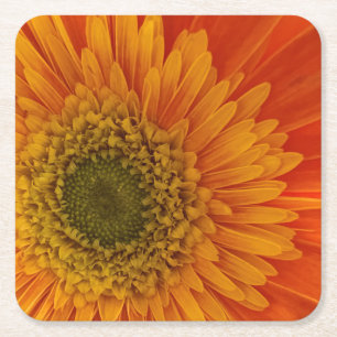 Vibrant Orange Gerbera Daisy Rechteckiger Pappuntersetzer