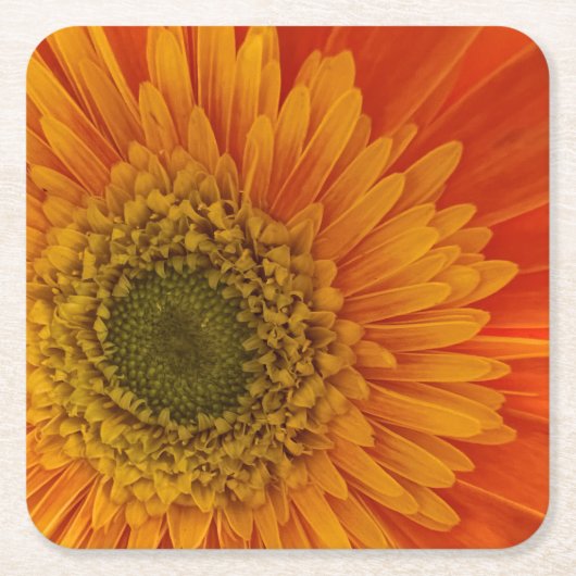 Vibrant Orange Gerbera Daisy Rechteckiger Pappuntersetzer (Vorderseite)