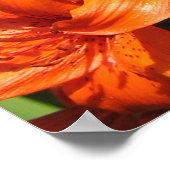Vibrant Orange Tiger Lilies Poster (Ecke)