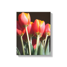 Vibrant Orange Tulip Fotografie