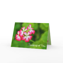 Vibrant Pink Geraniums Wird Greeting Card