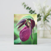 Vibrant Pink Lady Slipper Flower Photography Postkarte (Stehend Vorderseite)