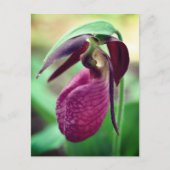 Vibrant Pink Lady Slipper Flower Photography Postkarte (Vorderseite)
