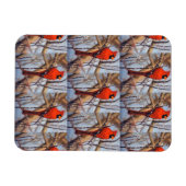 Vibrant Red ardinal Bird Perched on Branch  Magnet (Horizontal)
