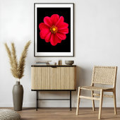 Vibrant Red Dahlia Fotodruck