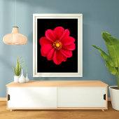 Vibrant Red Dahlia Fotodruck