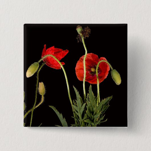 Vibrant Red Poppies on Black Button (Vorderseite)