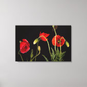 Vibrant Red Poppies on Black Leinwanddruck (Vorderseite)