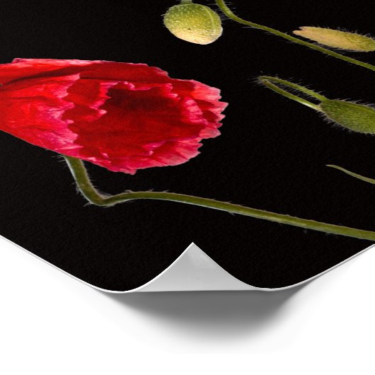 Vibrant Red Poppies on Black Poster (Ecke)