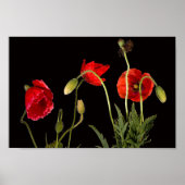Vibrant Red Poppies on Black Poster (Vorne)