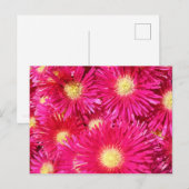Vibrant trailing ice plant postkarte (Vorne/Hinten)
