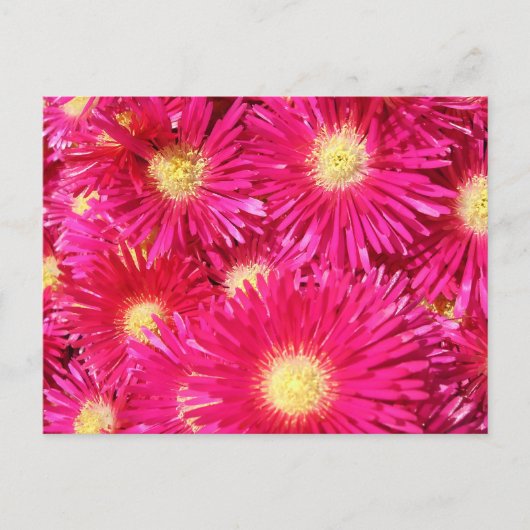 Vibrant trailing ice plant postkarte (Vorderseite)
