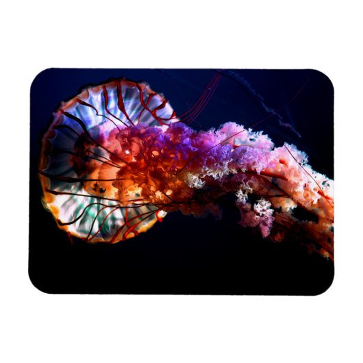 Vibrant Tropical Undersea Jellyfish Magnet (Horizontal)