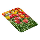 Vibrant Yellow and Red Tulips Garden Photo Magnet (Rechte Seite)