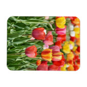 Vibrant Yellow and Red Tulips Garden Photo Magnet (Horizontal)